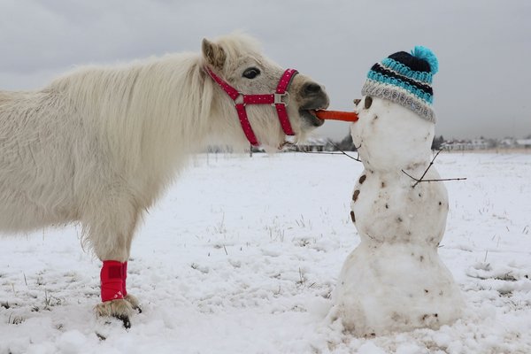 Pony frisst Nase von Schneemann