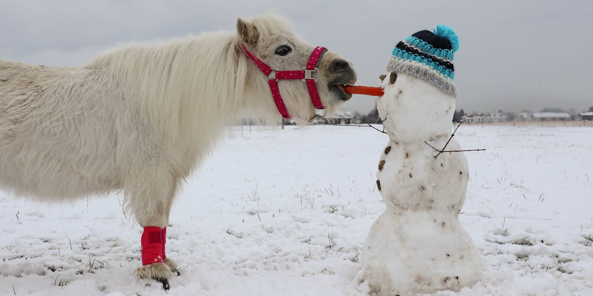 Pony frisst Nase von Schneemann